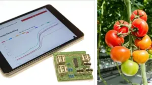 I-Pad und Tomate am Strauch