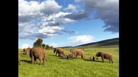 Platzhalterbild — Elefanten in Kenia